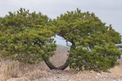 운문산 정상 커플소나무
