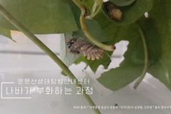 사향제비나비 우화하는 모습