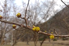 산수유