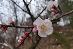 나의 살던 고향은 꽃 피는 산~~골 복숭아꽃 살구꽃 아기진달래~~~